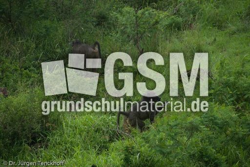 Tschakma Pavian (45 von 48).jpg